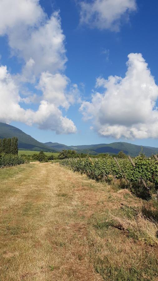 Ravissant Studio Dans Un Cadre Agreable Soultz-Haut-Rhin Eksteriør bilde